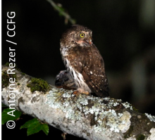 La Chevêchette d'Europe