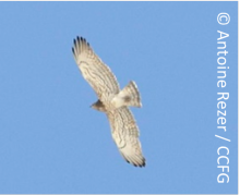 Circaète Jean-le-blanc