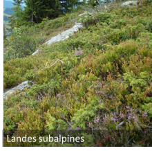 Landes subalpines