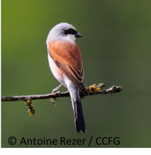 Pie-grièche écorcheur